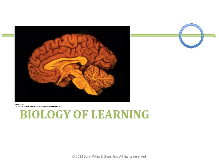 BIOLOGY OF LEARNING © 2012 John Wiley & Sons, Inc. All rights reserved. 