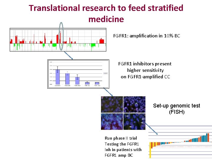 Translational research to feed stratified medicine FGFR 1: amplification in 10% BC FGFR 1