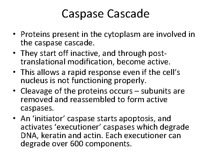 Caspase Cascade • Proteins present in the cytoplasm are involved in the caspase cascade. Caspase Cascade • Proteins present in the cytoplasm are involved in the caspase cascade.