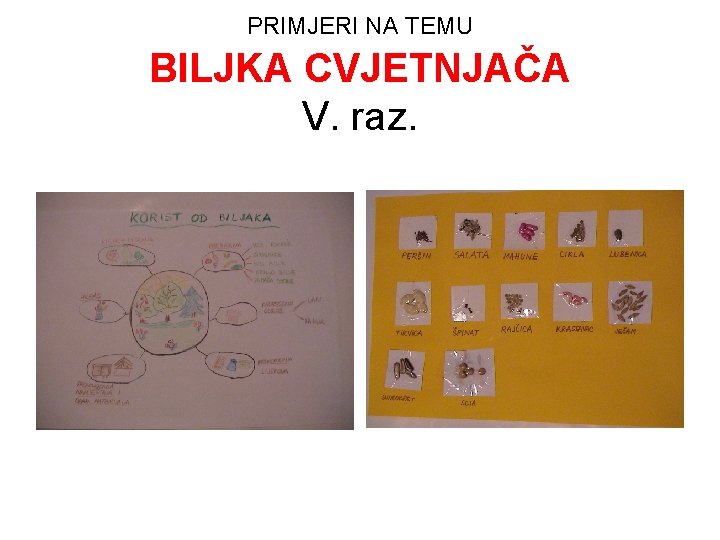 PRIMJERI NA TEMU BILJKA CVJETNJAČA V. raz. 