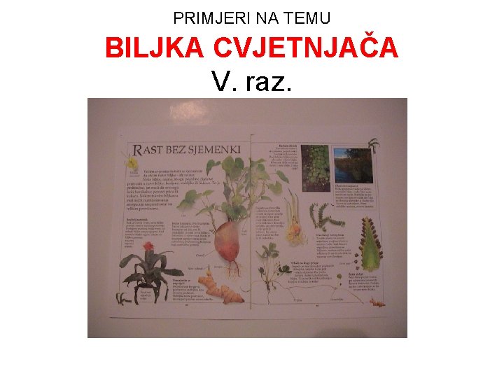 PRIMJERI NA TEMU BILJKA CVJETNJAČA V. raz. 