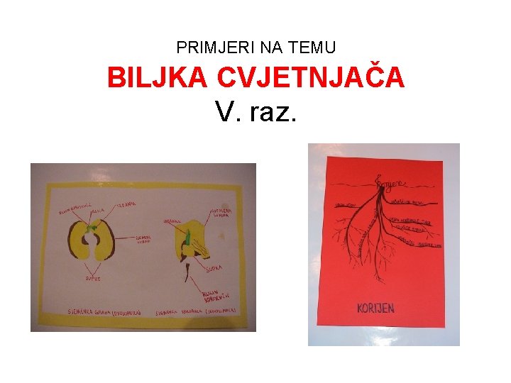 PRIMJERI NA TEMU BILJKA CVJETNJAČA V. raz. 