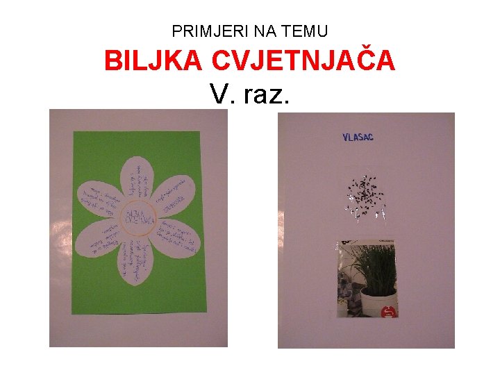 PRIMJERI NA TEMU BILJKA CVJETNJAČA V. raz. 