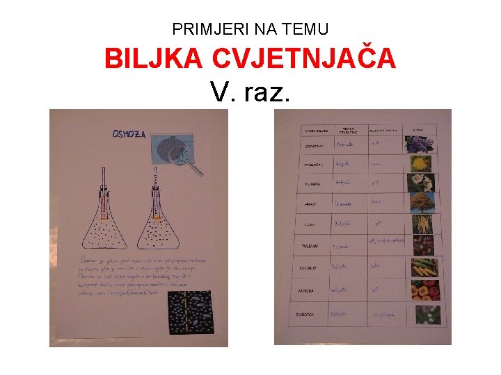 PRIMJERI NA TEMU BILJKA CVJETNJAČA V. raz. 