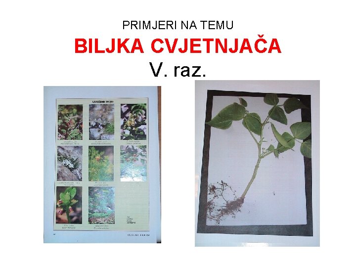 PRIMJERI NA TEMU BILJKA CVJETNJAČA V. raz. 