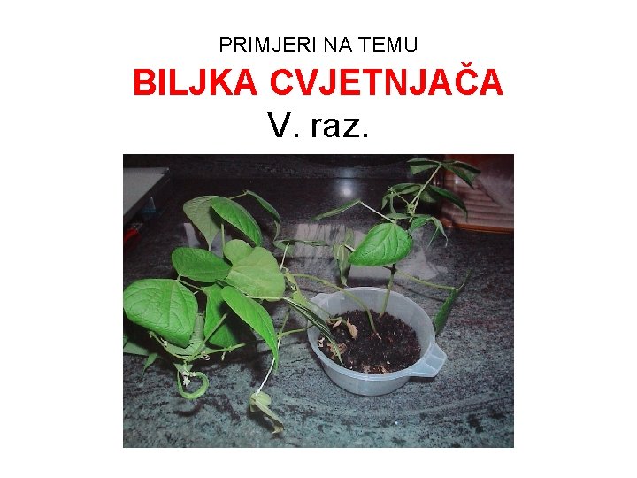 PRIMJERI NA TEMU BILJKA CVJETNJAČA V. raz. 