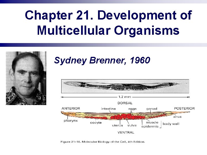 Chapter 21. Development of Multicellular Organisms Sydney Brenner, 1960 