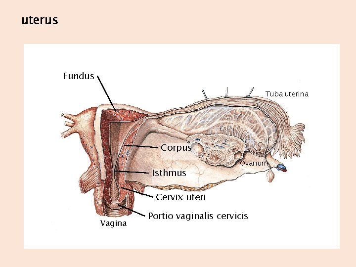 uterus Fundus Tuba uterina Corpus Isthmus Ovarium Cervix uteri Vagina Portio vaginalis cervicis 