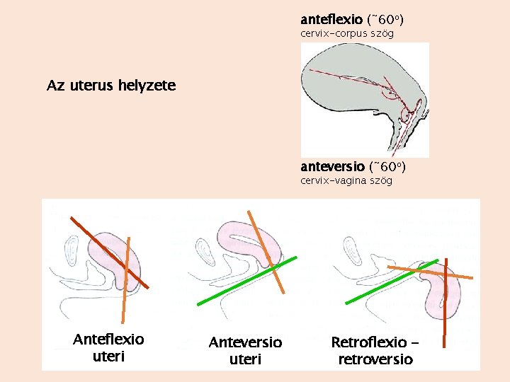 anteflexio (˜ 60 o) cervix-corpus szög Az uterus helyzete anteversio (˜ 60 o) cervix-vagina