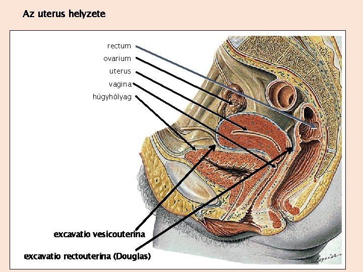 Az uterus helyzete rectum ovarium uterus vagina húgyhólyag excavatio vesicouterina excavatio rectouterina (Douglas) 