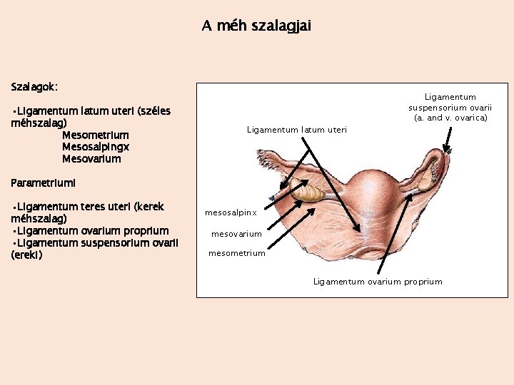 A méh szalagjai Szalagok: • Ligamentum latum uteri (széles méhszalag) Mesometrium Mesosalpingx Mesovarium Ligamentum