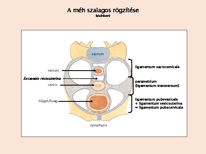 A méh szalagos rögzítése (alulnézet) sacrum ligamentum sacrocervicale rectum Excavatio rectouterina parametrium (ligamentum transversum)