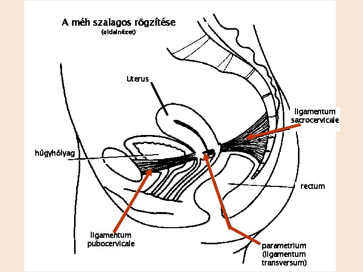 A méh szalagos rögzítése (oldalnézet) Uterus ligamentum sacrocervicale húgyhólyag rectum ligamentum pubocervicale parametrium (ligamentum