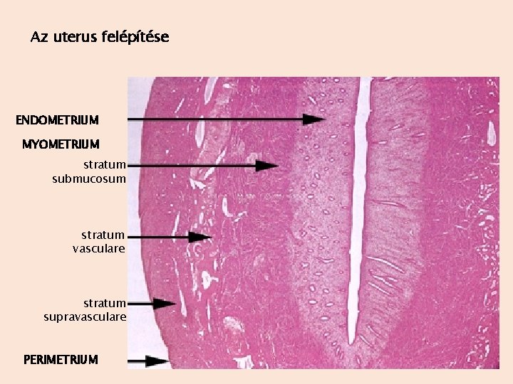 Az uterus felépítése ENDOMETRIUM MYOMETRIUM stratum submucosum stratum vasculare stratum supravasculare PERIMETRIUM 