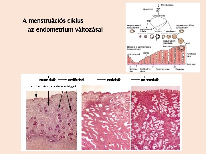 A menstruációs ciklus - az endometrium változásai regeneráció proliferáció epithel stroma csöves mirigyek szekréció