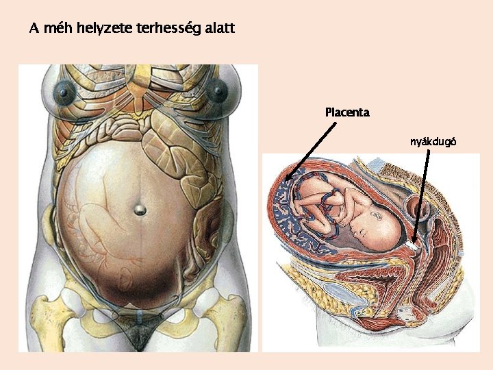 A méh helyzete terhesség alatt Placenta nyákdugó 