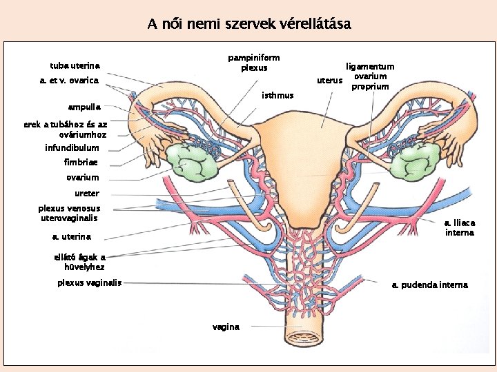 A női nemi szervek vérellátása tuba uterina pampiniform plexus a. et v. ovarica isthmus