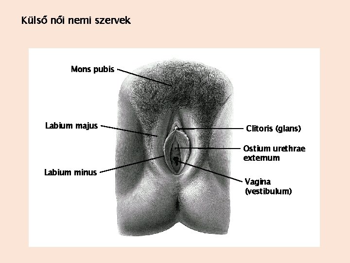 Külső női nemi szervek Mons pubis Labium majus Clitoris (glans) Ostium urethrae externum Labium