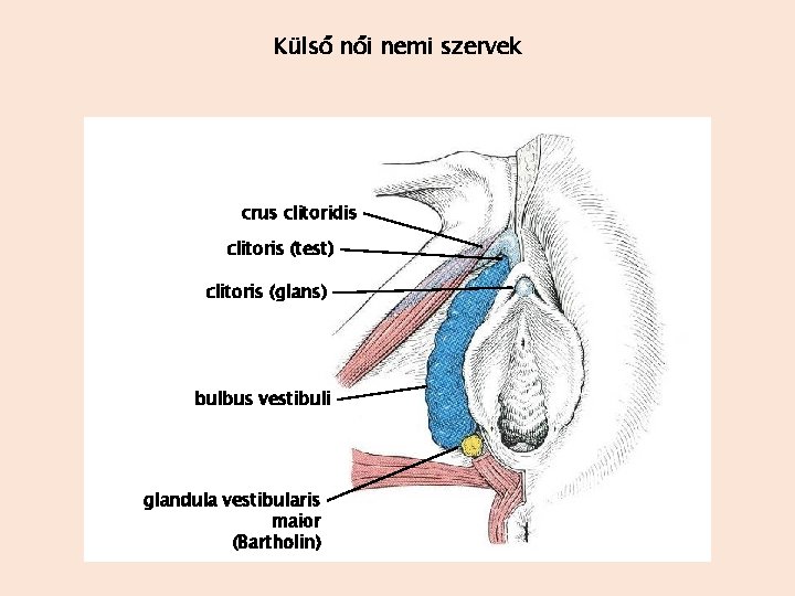 Külső női nemi szervek crus clitoridis clitoris (test) clitoris (glans) bulbus vestibuli glandula vestibularis