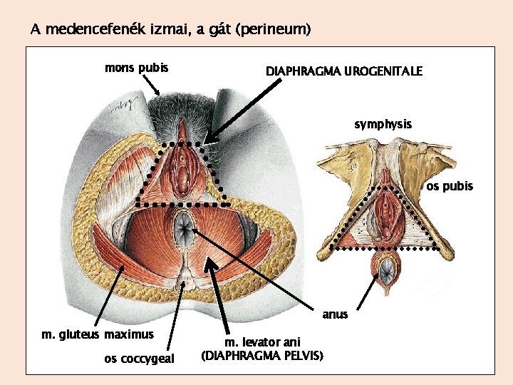 A medencefenék izmai, a gát (perineum) mons pubis DIAPHRAGMA UROGENITALE symphysis os pubis anus