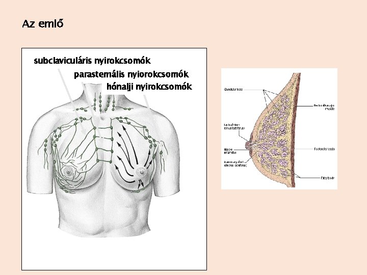 Az emlő subclaviculáris nyirokcsomók parasternális nyiorokcsomók hónalji nyirokcsomók 