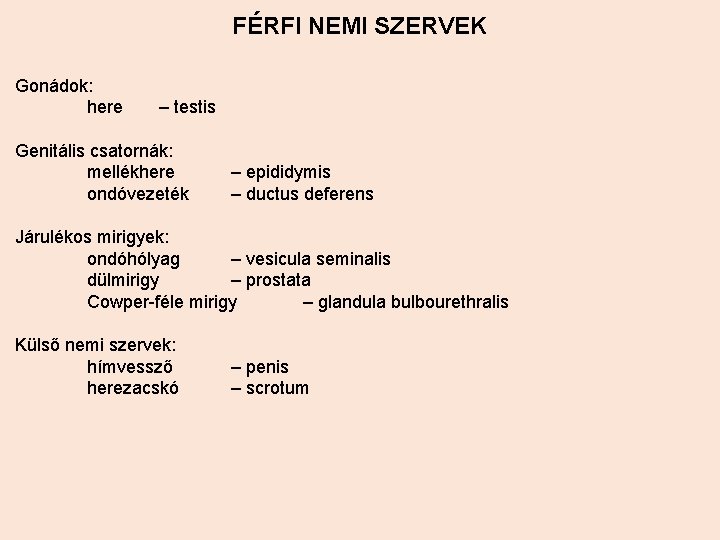 FÉRFI NEMI SZERVEK Gonádok: here – testis Genitális csatornák: mellékhere ondóvezeték – epididymis –