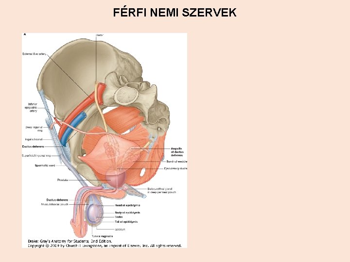 FÉRFI NEMI SZERVEK 