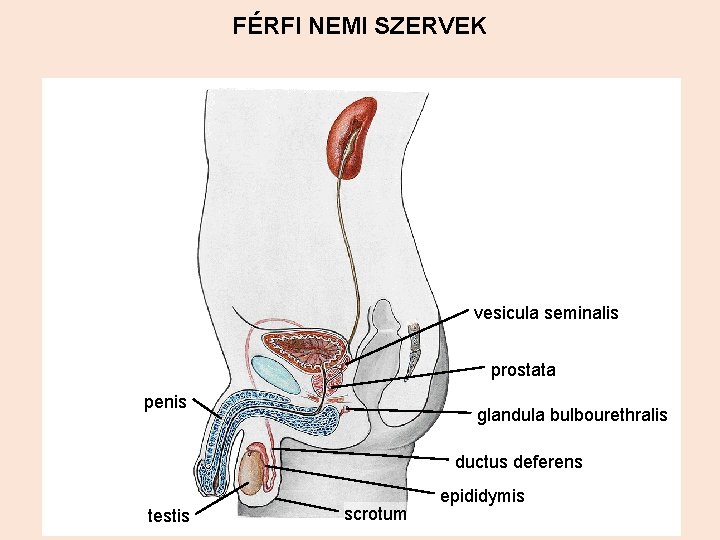 FÉRFI NEMI SZERVEK vesicula seminalis prostata penis glandula bulbourethralis ductus deferens testis scrotum epididymis