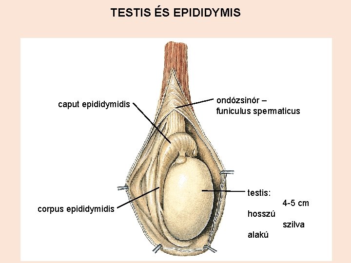 TESTIS ÉS EPIDIDYMIS caput epididymidis ondózsinór – funiculus spermaticus testis: corpus epididymidis 4 -5