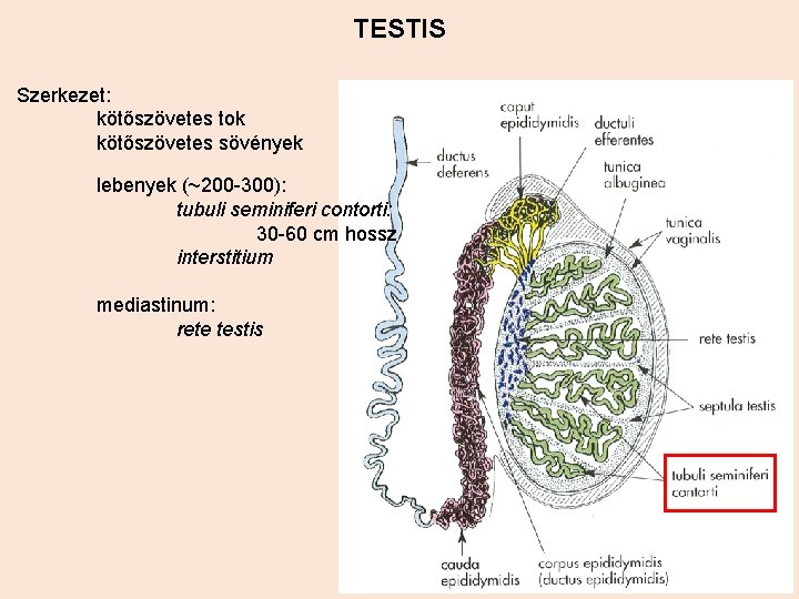 TESTIS Szerkezet: kötőszövetes tok kötőszövetes sövények lebenyek (~200 -300): tubuli seminiferi contorti: 30 -60