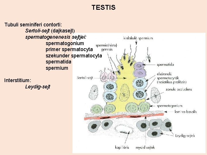 TESTIS Tubuli seminiferi contorti: Sertoli-sejt (dajkasejt) spermatogenenesis sejtjei: spermatogonium primer spermatocyta szekunder spermatocyta spermatida