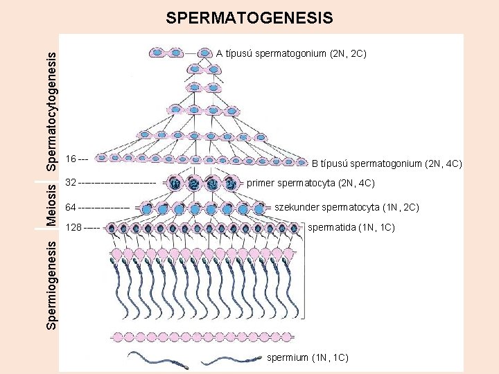 A típusú spermatogonium (2 N, 2 C) 16 --32 ------------64 --------128 ----- B típusú