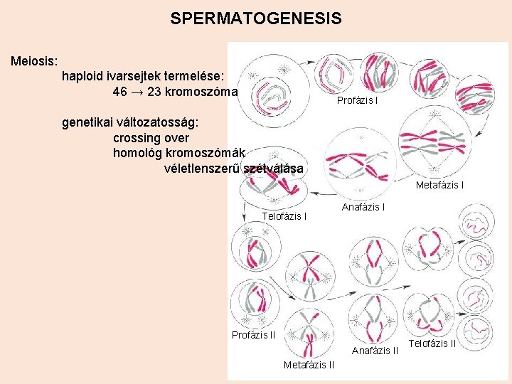 SPERMATOGENESIS Meiosis: haploid ivarsejtek termelése: 46 → 23 kromoszóma Profázis I genetikai változatosság: crossing