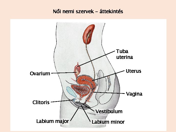 Női nemi szervek - áttekintés Tuba uterina Uterus Ovarium Vagina Clitoris Vestibulum Labium major