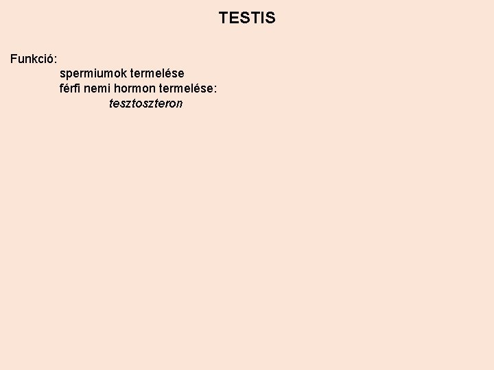 TESTIS Funkció: spermiumok termelése férfi nemi hormon termelése: tesztoszteron 