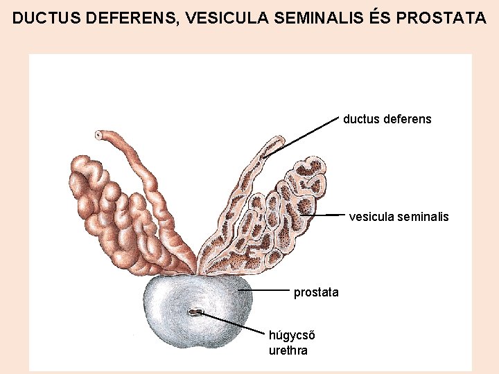 DUCTUS DEFERENS, VESICULA SEMINALIS ÉS PROSTATA ductus deferens vesicula seminalis prostata húgycső urethra 