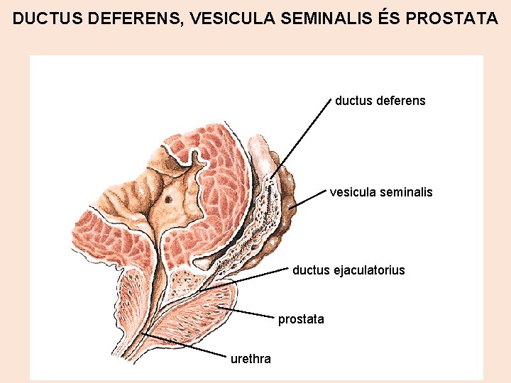 DUCTUS DEFERENS, VESICULA SEMINALIS ÉS PROSTATA ductus deferens vesicula seminalis ductus ejaculatorius prostata urethra