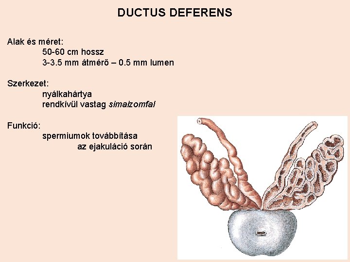 DUCTUS DEFERENS Alak és méret: 50 -60 cm hossz 3 -3. 5 mm átmérő