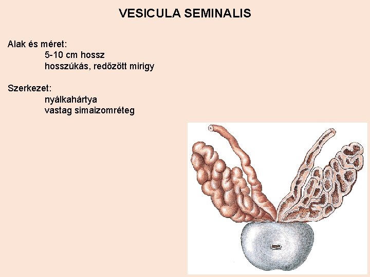 VESICULA SEMINALIS Alak és méret: 5 -10 cm hosszúkás, redőzött mirigy Szerkezet: nyálkahártya vastag