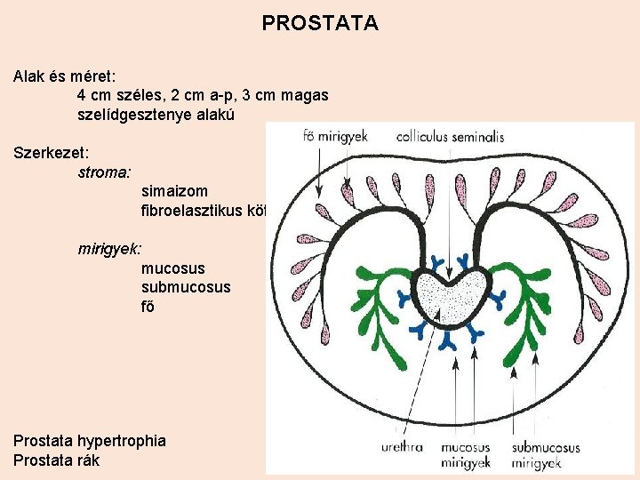 PROSTATA Alak és méret: 4 cm széles, 2 cm a-p, 3 cm magas szelídgesztenye