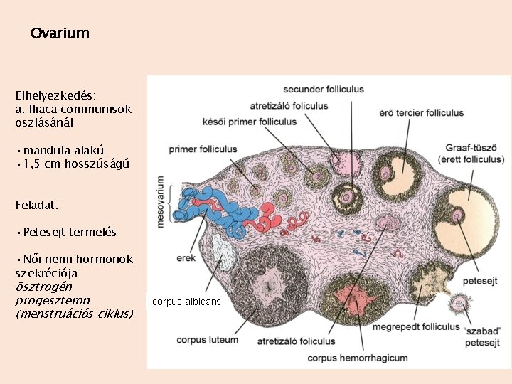 Ovarium Elhelyezkedés: a. Iliaca communisok oszlásánál • mandula alakú • 1, 5 cm hosszúságú