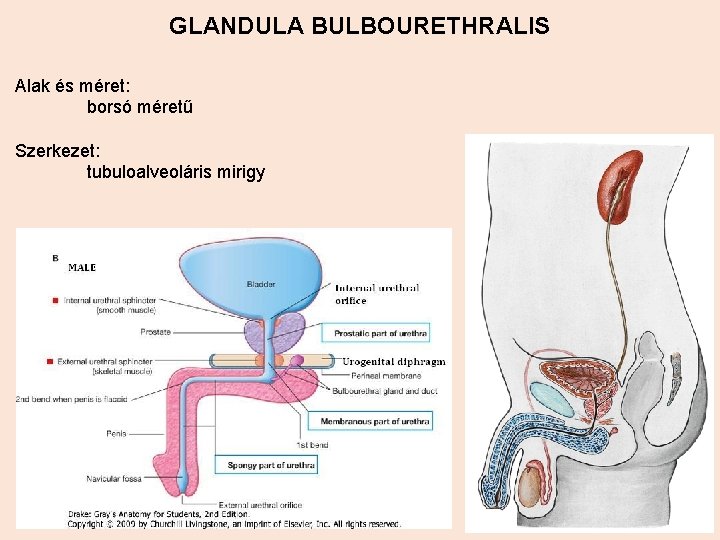 GLANDULA BULBOURETHRALIS Alak és méret: borsó méretű Szerkezet: tubuloalveoláris mirigy 