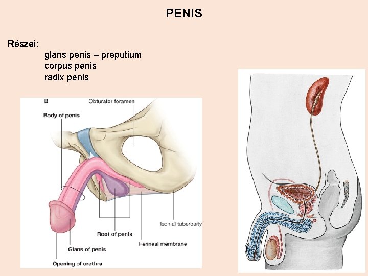 PENIS Részei: glans penis – preputium corpus penis radix penis 