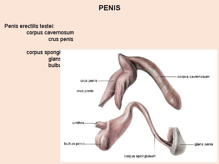 PENIS Penis erectilis testei: corpus cavernosum crus penis corpus spongiosum glans penis bulbus penis