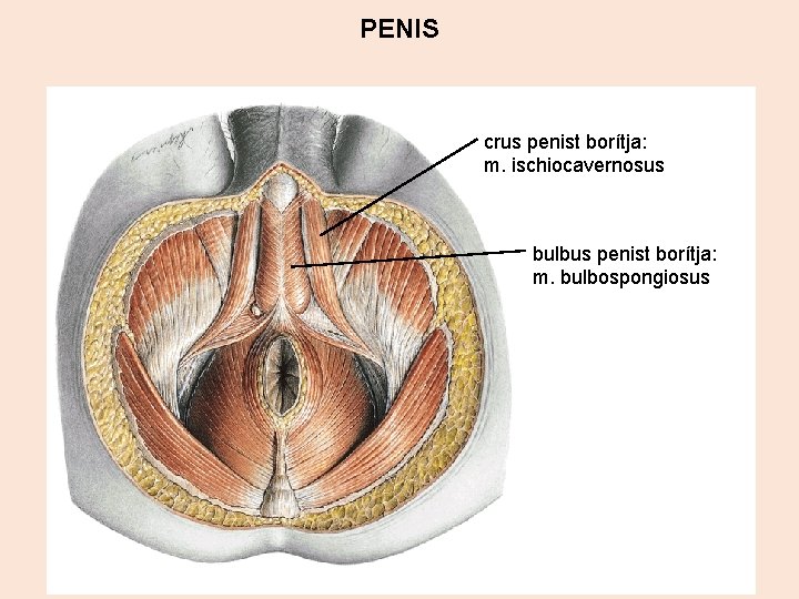 PENIS crus penist borítja: m. ischiocavernosus bulbus penist borítja: m. bulbospongiosus 