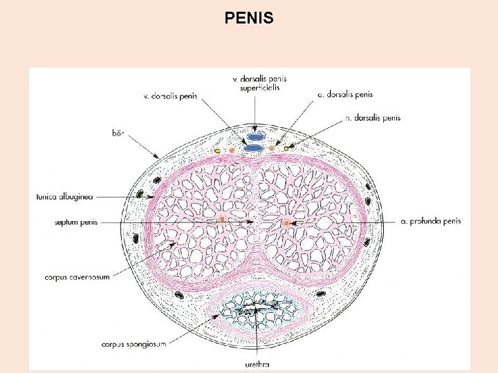 PENIS 