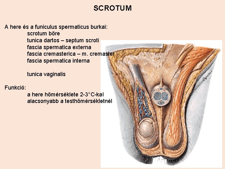 SCROTUM A here és a funiculus spermaticus burkai: scrotum bőre tunica dartos – septum