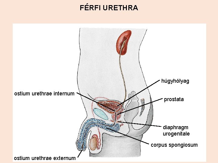 FÉRFI URETHRA húgyhólyag ostium urethrae internum prostata diaphragm urogenitale corpus spongiosum ostium urethrae externum