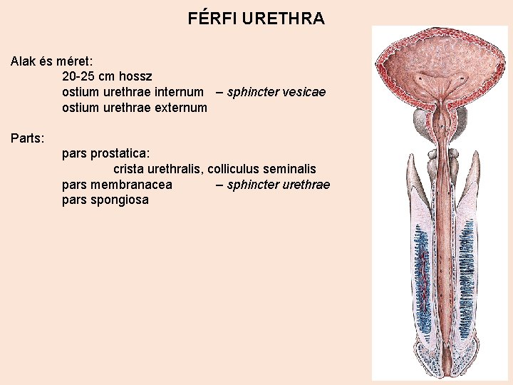 FÉRFI URETHRA Alak és méret: 20 -25 cm hossz ostium urethrae internum – sphincter