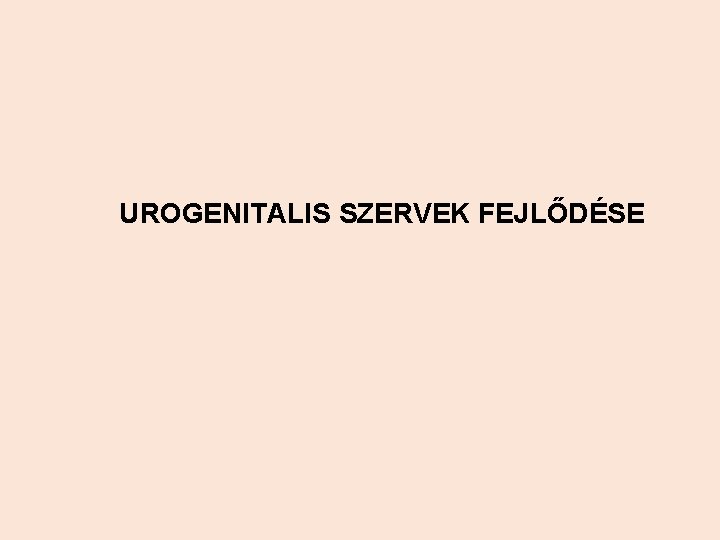 UROGENITALIS SZERVEK FEJLŐDÉSE 